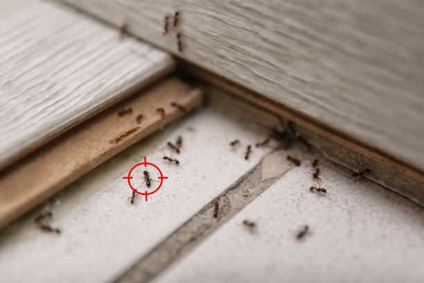 Best Residential Pest Control  in Fayetteville, TN
