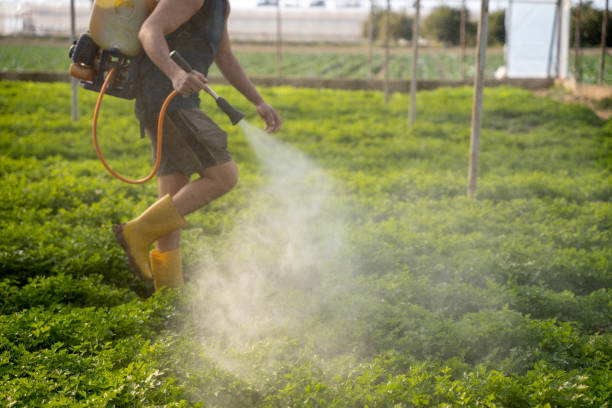 Best Ant Control Services  in Fayetteville, TN
