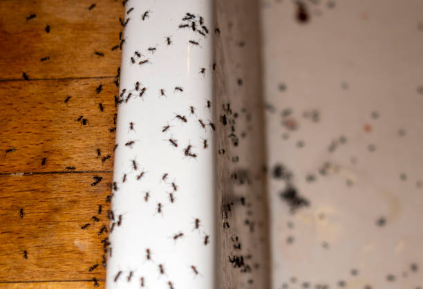Trusted Fayetteville, TN Pest Control Experts